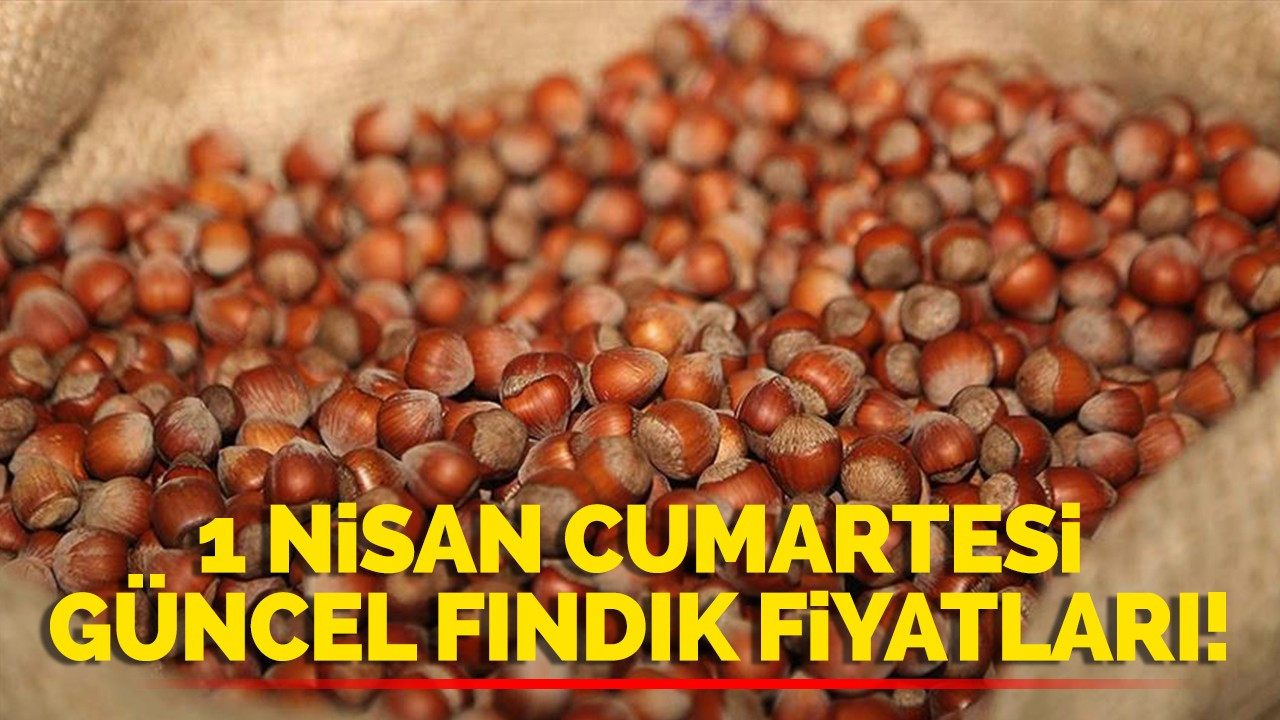 1 Nisan Cumartesi güncel fındık fiyatları!