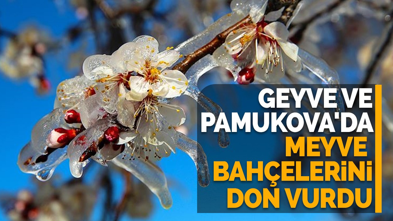 Geyve ve Pamukova'da meyve bahçelerini don vurdu
