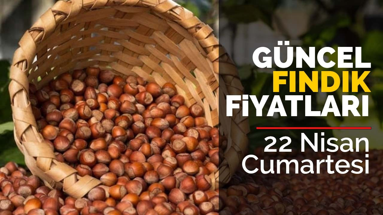 22 Nisan 2023 güncel fındık fiyatları!