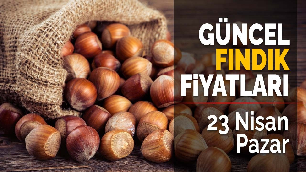 23 Nisan 2023 güncel fındık fiyatları!