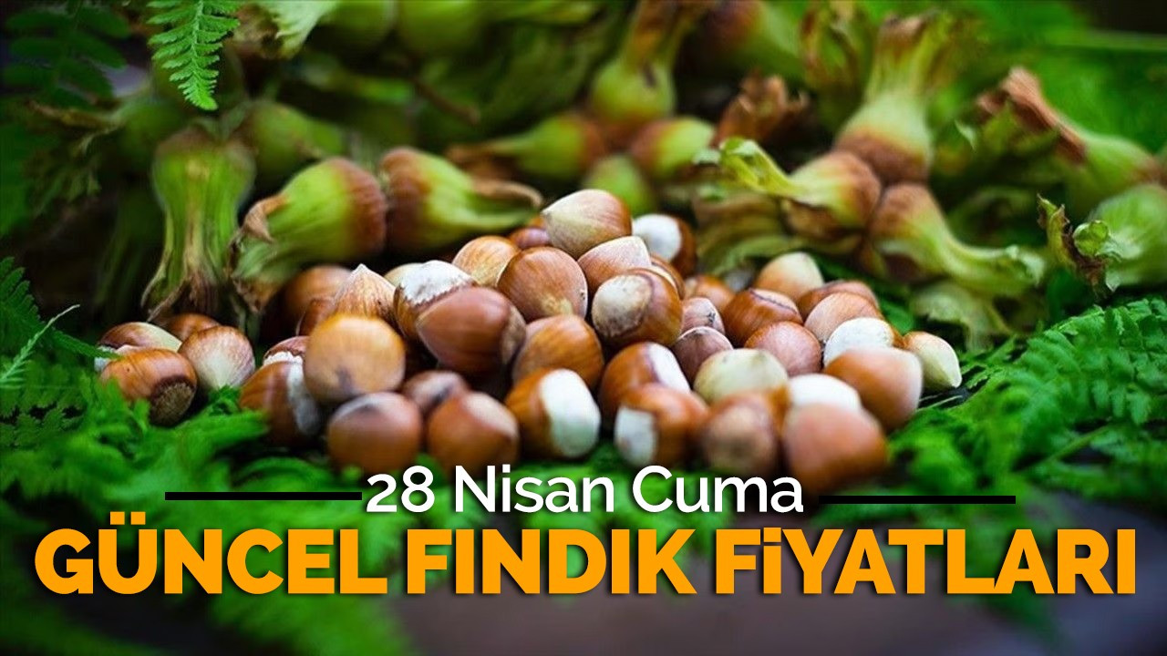 28 Nisan 2023 güncel fındık fiyatları!