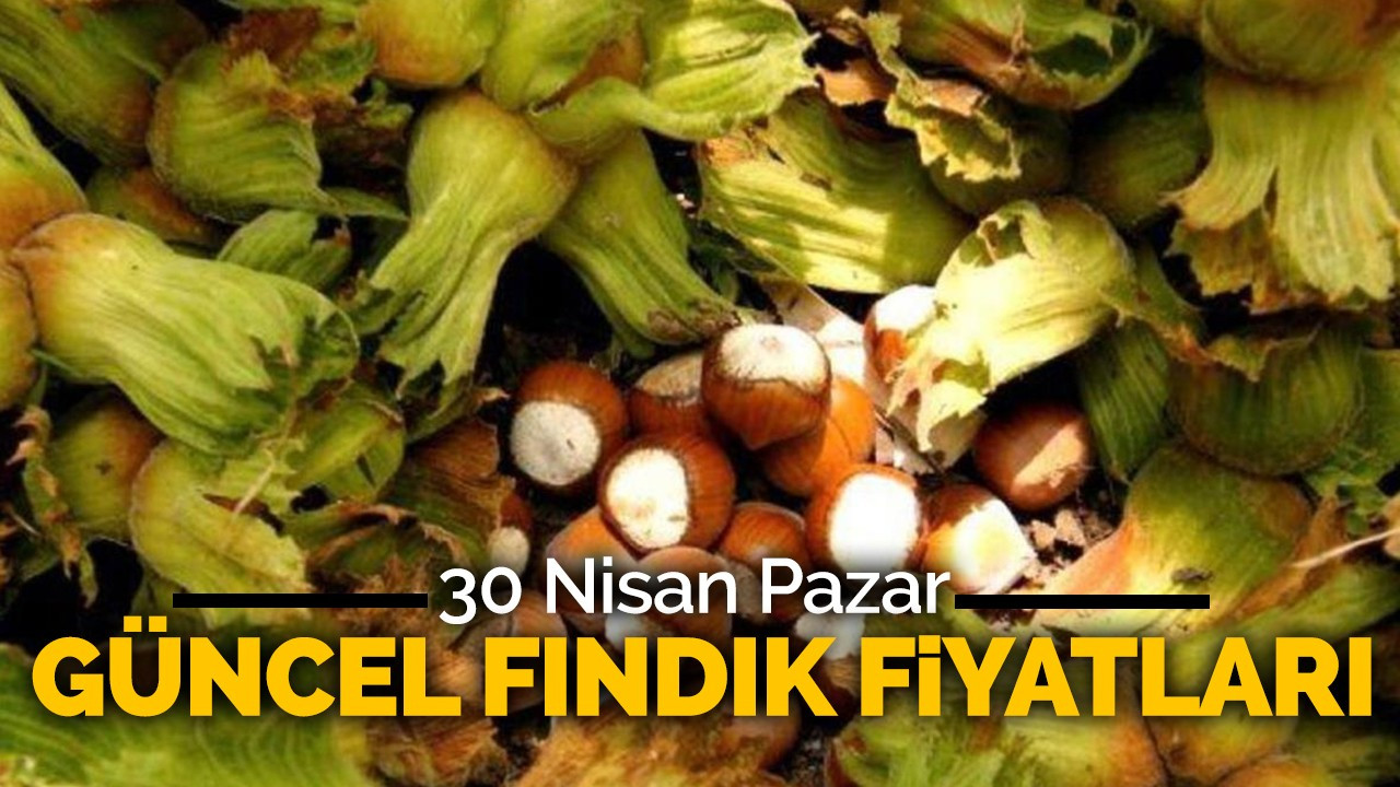 30 Nisan 2023 güncel fındık fiyatları!