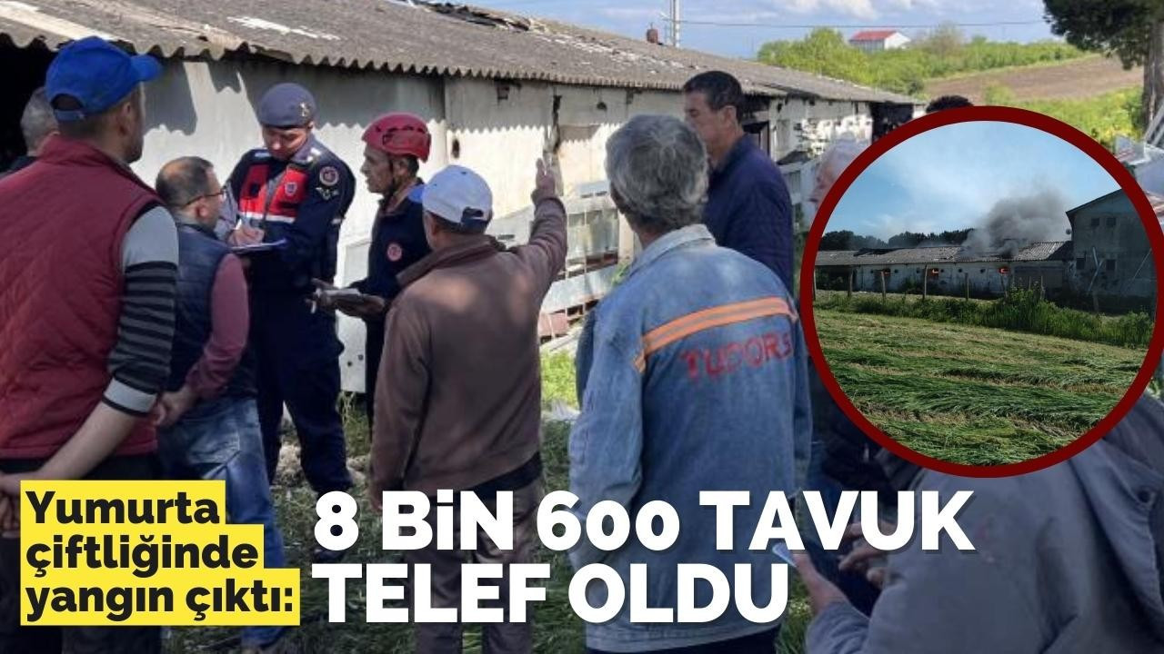 Yumurta çiftliğinde yangın çıktı: 8 bin 600 tavuk telef oldu