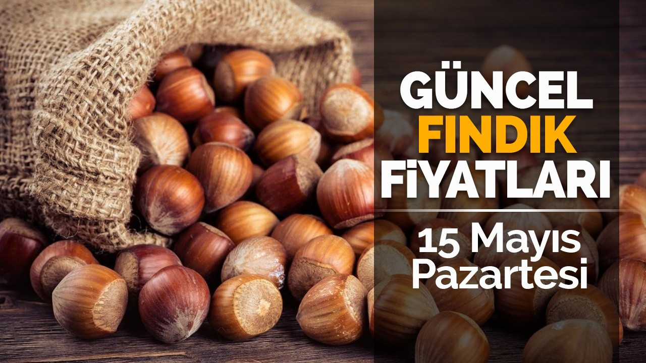 15 Mayıs Pazartesi güncel fındık fiyatları!