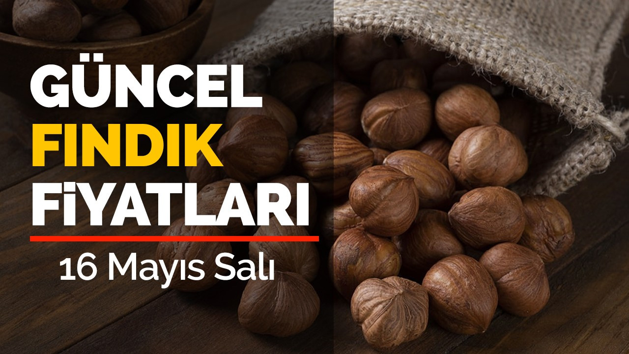 16 Mayıs Salı 2023 güncel fındık fiyatları!