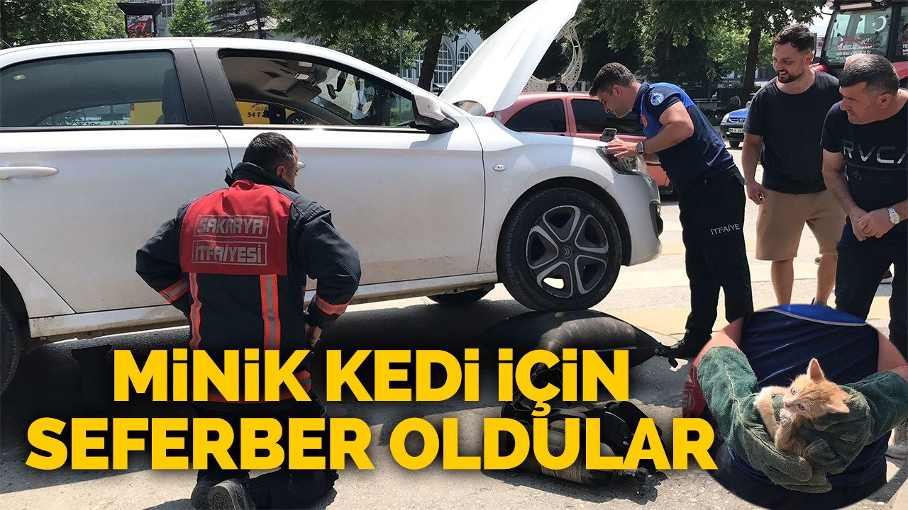 Minik kedi için seferber oldular