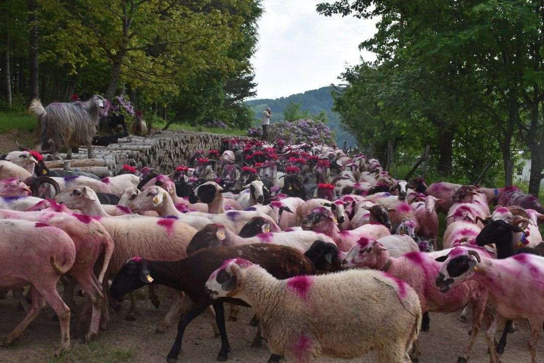 Dikmen Yaylası’nda şenlik havasında yayla yolculuğu - Sayfa 4