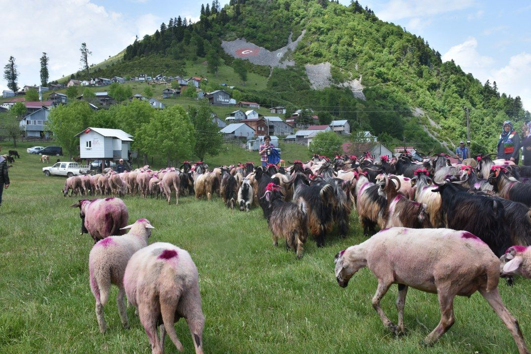 Dikmen Yaylası’nda şenlik havasında yayla yolculuğu - Sayfa 16