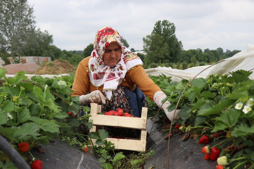 O topraklarda artık çilekte yetişiyor - Sayfa 3