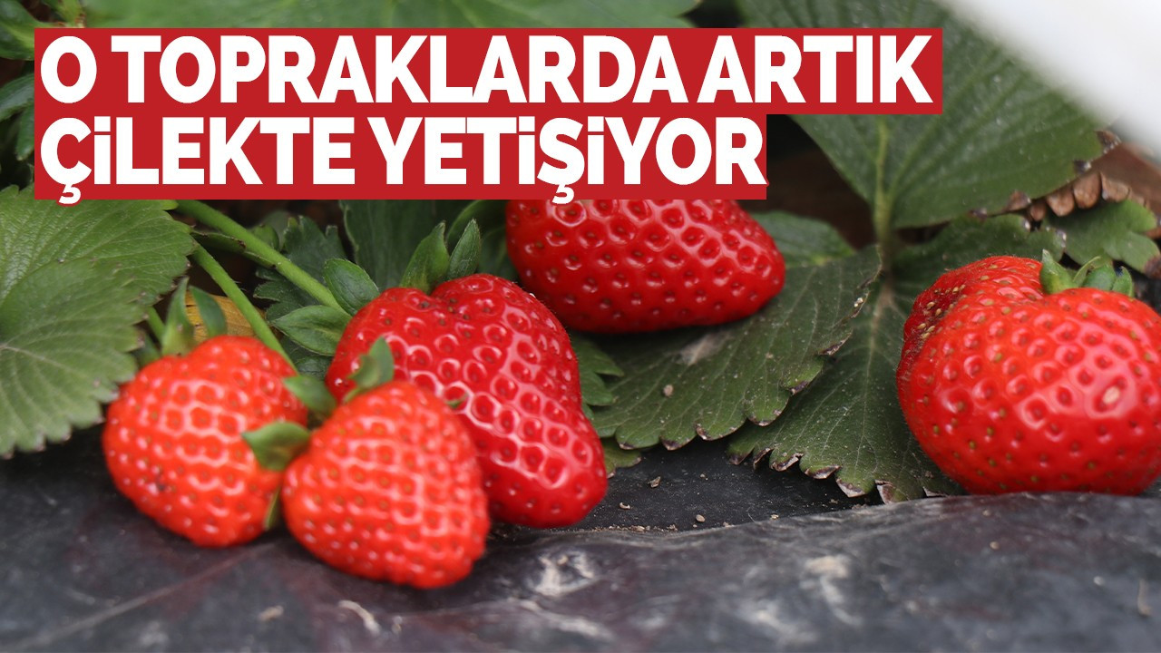 O topraklarda artık çilekte yetişiyor