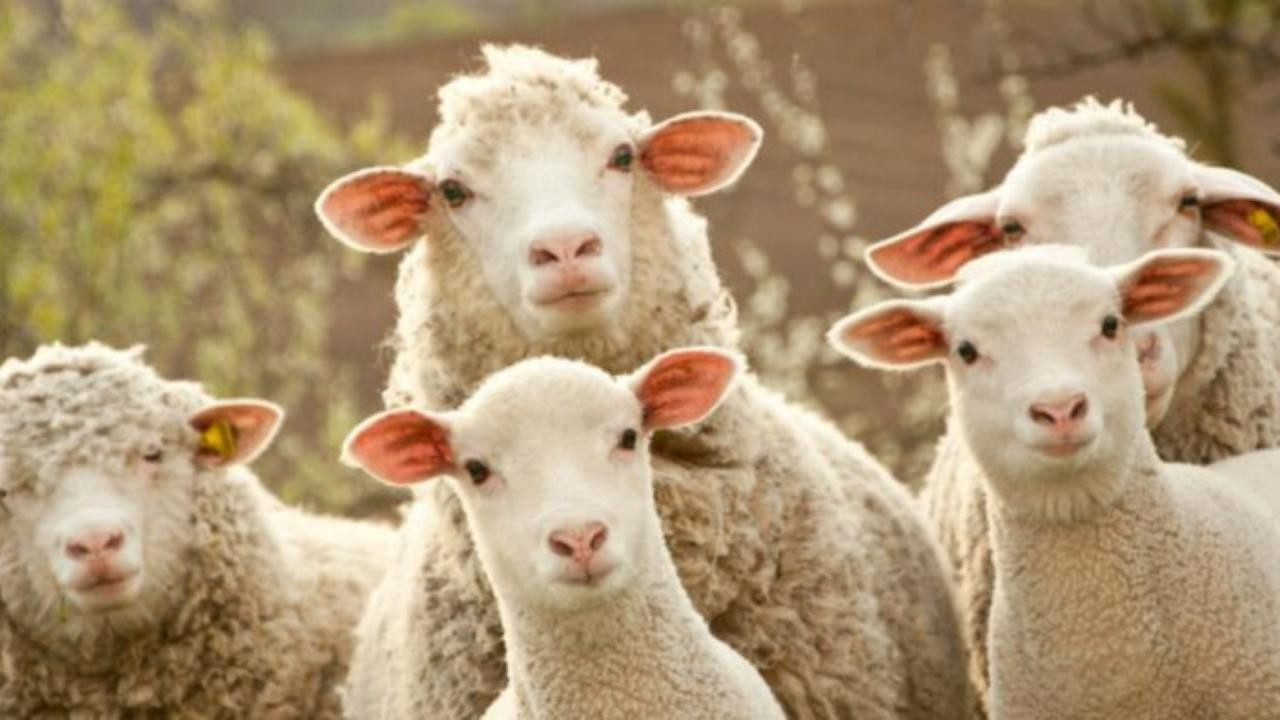 Kuyruksuz veya kuyruğu kesik koyunlar kurban edilebilir mi?
