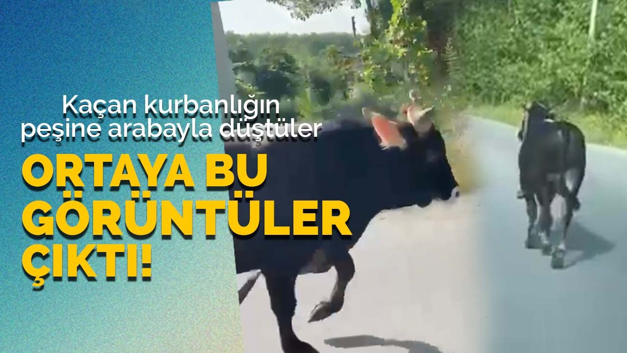 Kaçan kurbanlığın peşine düştüler ortaya bu görüntüler çıktı