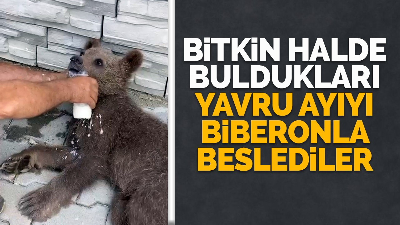 Bitkin halde buldukları yavru ayıyı biberonla beslediler