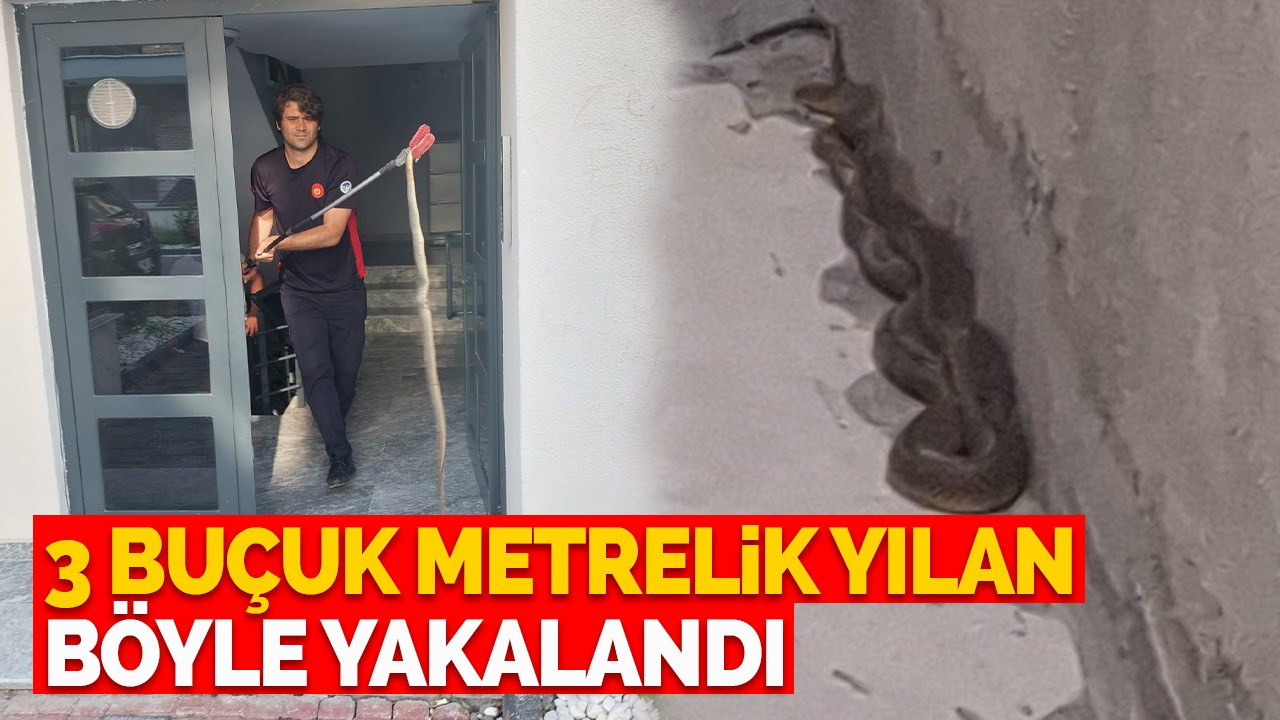 Apartmanda 3 buçuk metrelik yılan yakaladılar