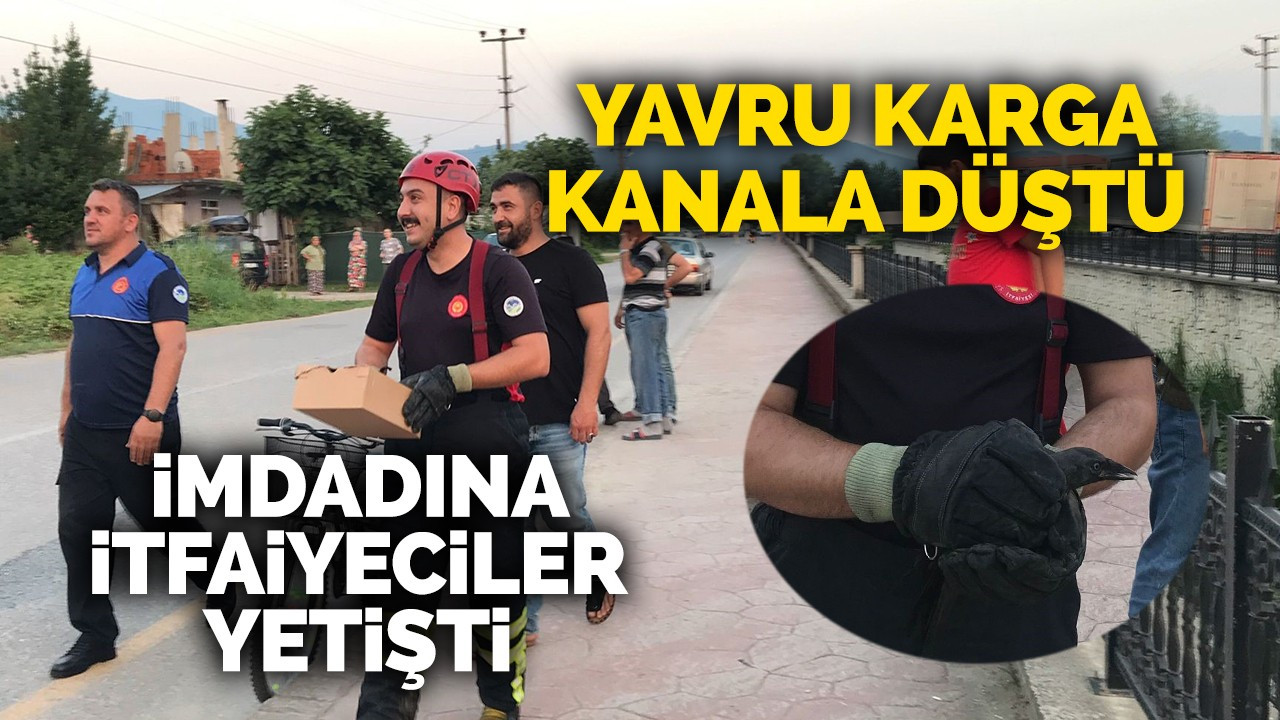 Yavru Karganın İmdadına İtfaiyeciler Yetişti