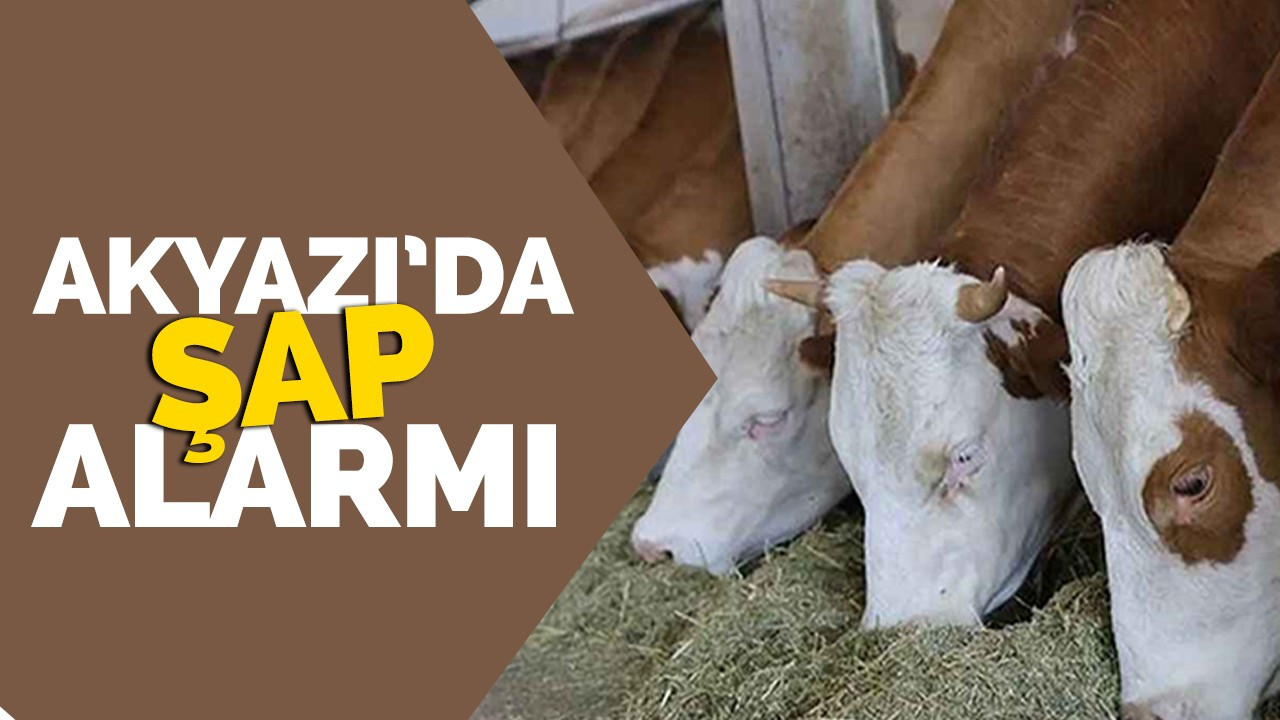 Akyazı’da şap alarmı