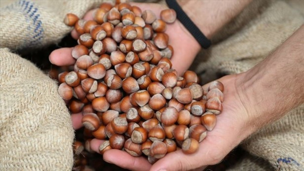 Fındık fiyatları açıklandı mı, taban fiyat ne kadar?