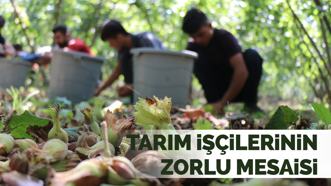 Tarım İşçilerinin Zorlu Mesaisi