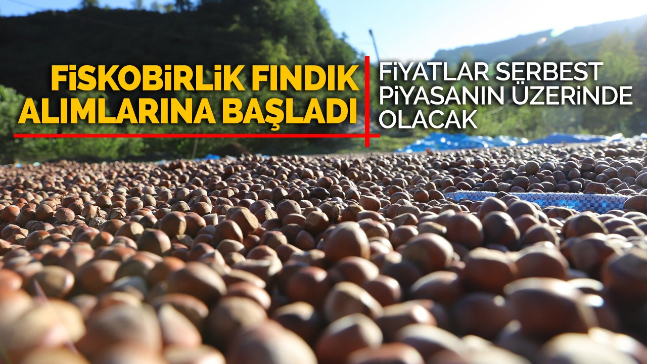 FİSKOBİRLİK FINDIK ALIMLARINA BAŞLADI