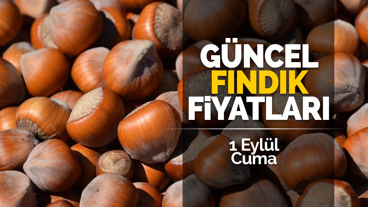 1 Eylül Cuma güncel fındık fiyatları