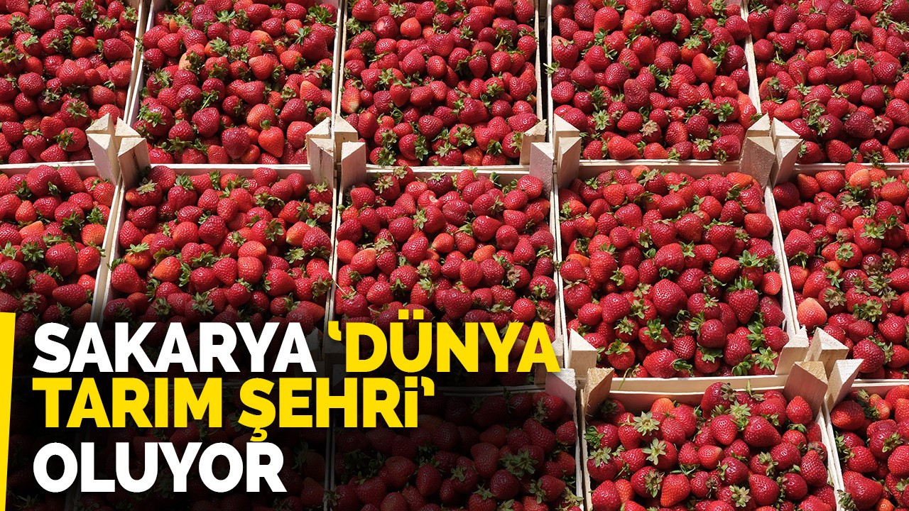 Sakarya ‘Dünya Tarım Şehri’ oluyor