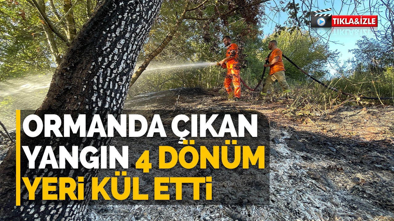 Ormanda çıkan yangın 4 dönüm yeri kül etti