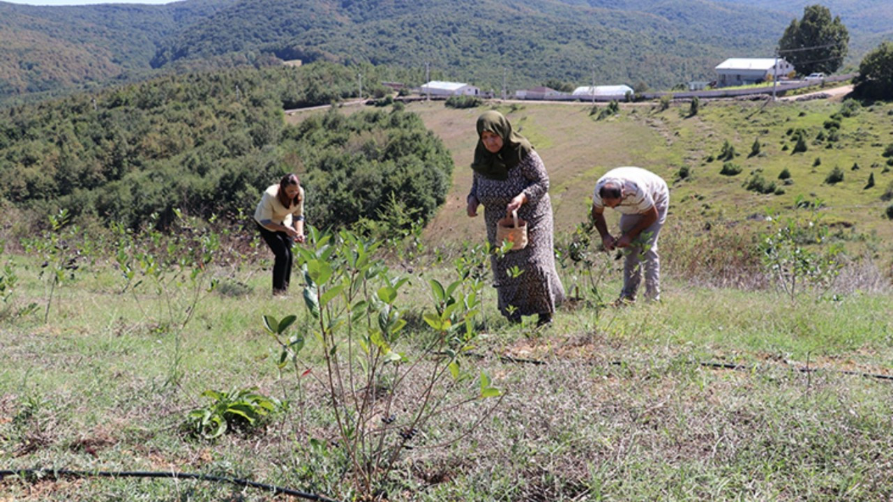 Kocaeli'de atıl araziler üreticilere sağlanan destekle tarıma kazandırılıyor