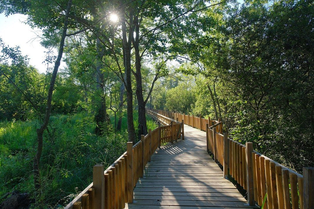 Acarlar Longozu bu yaz turist akınına uğradı - Sayfa 8