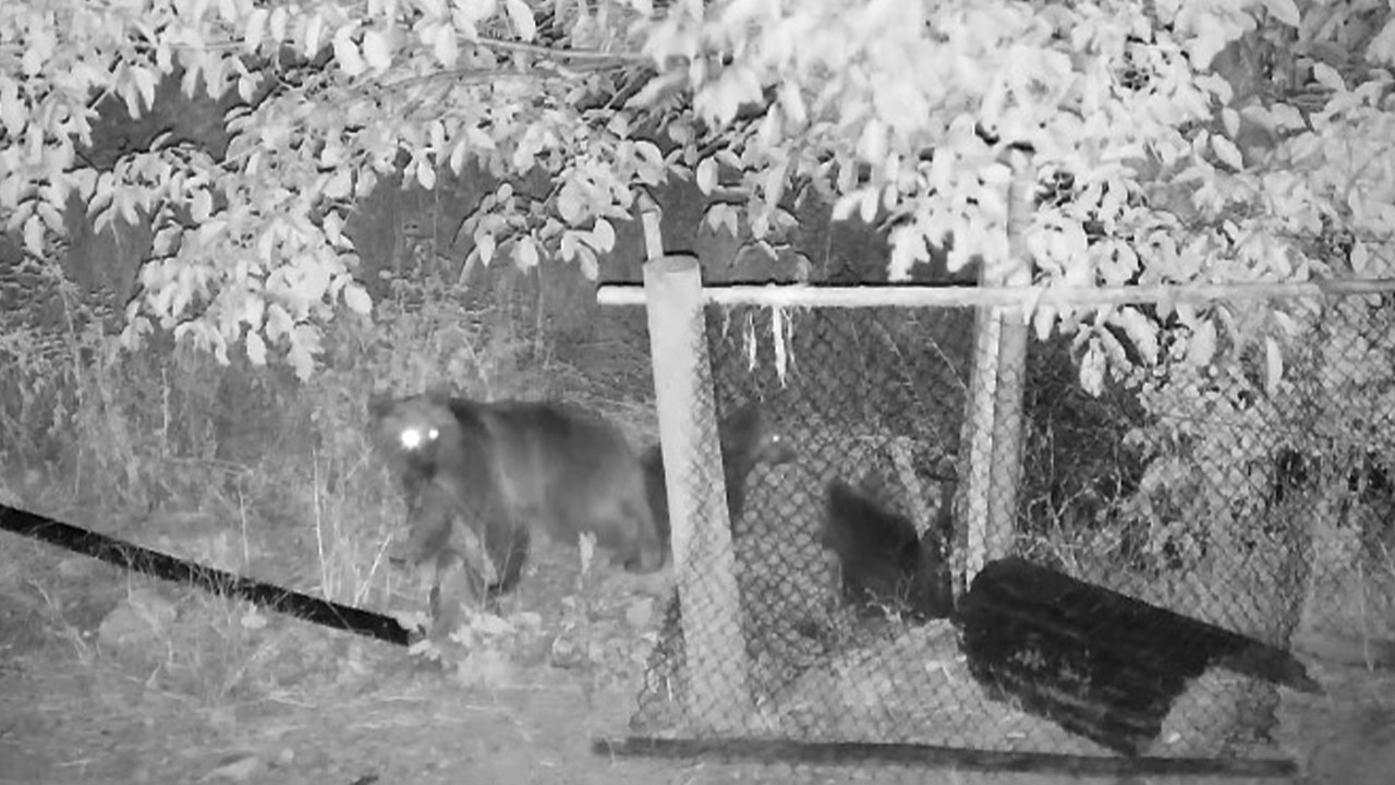 Ceviz yemeye gelen ayılar güvenlik kamerasında