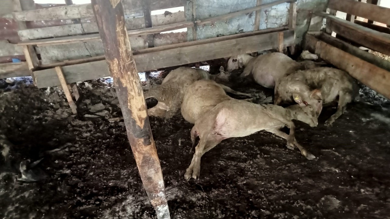 Sokak köpekleri 10 koyunu telef etti, 15’ini de yaraladı