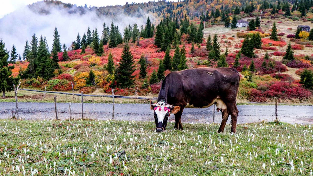 Sis Dağı Yaylası’nda Sonbahar: Muhteşem Görüntüler - Sayfa 5