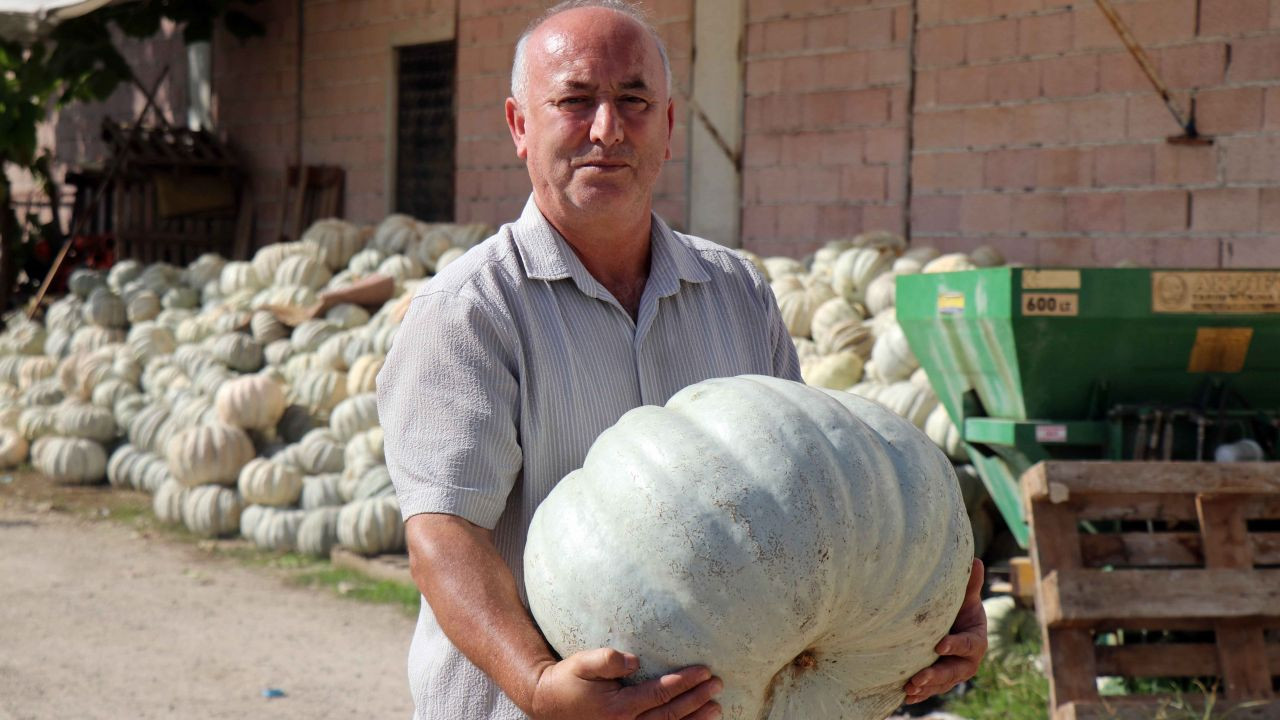 Bal kabağı hasadı başladı - Sayfa 8