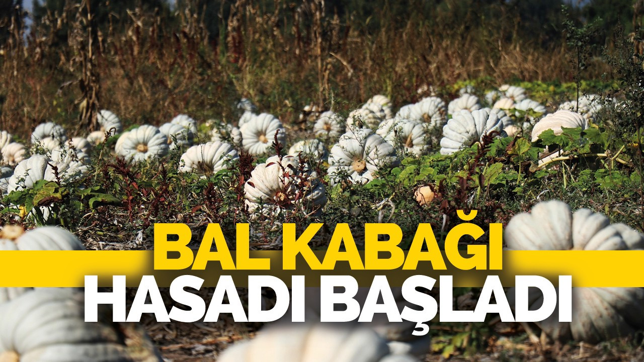 Bal kabağı hasadı başladı