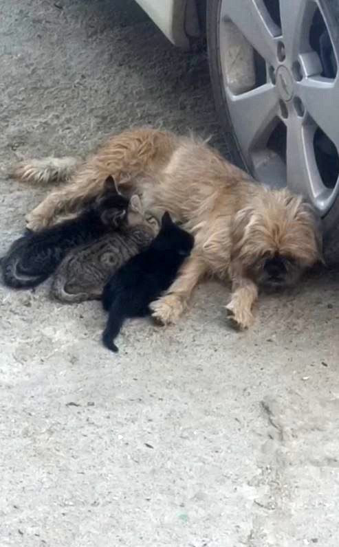 1.5 yaşındaki köpek, anneleri ölen kedilere annelik yapıyor - Sayfa 2