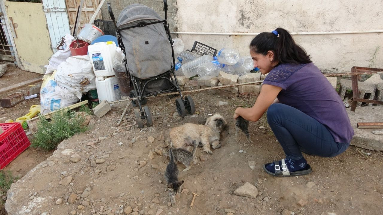 1.5 yaşındaki köpek, anneleri ölen kedilere annelik yapıyor - Sayfa 4