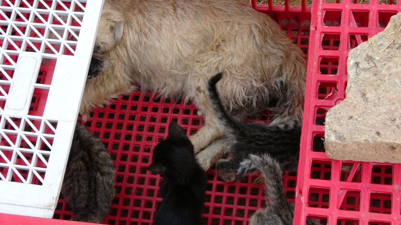 1.5 yaşındaki köpek, anneleri ölen kedilere annelik yapıyor - Sayfa 1