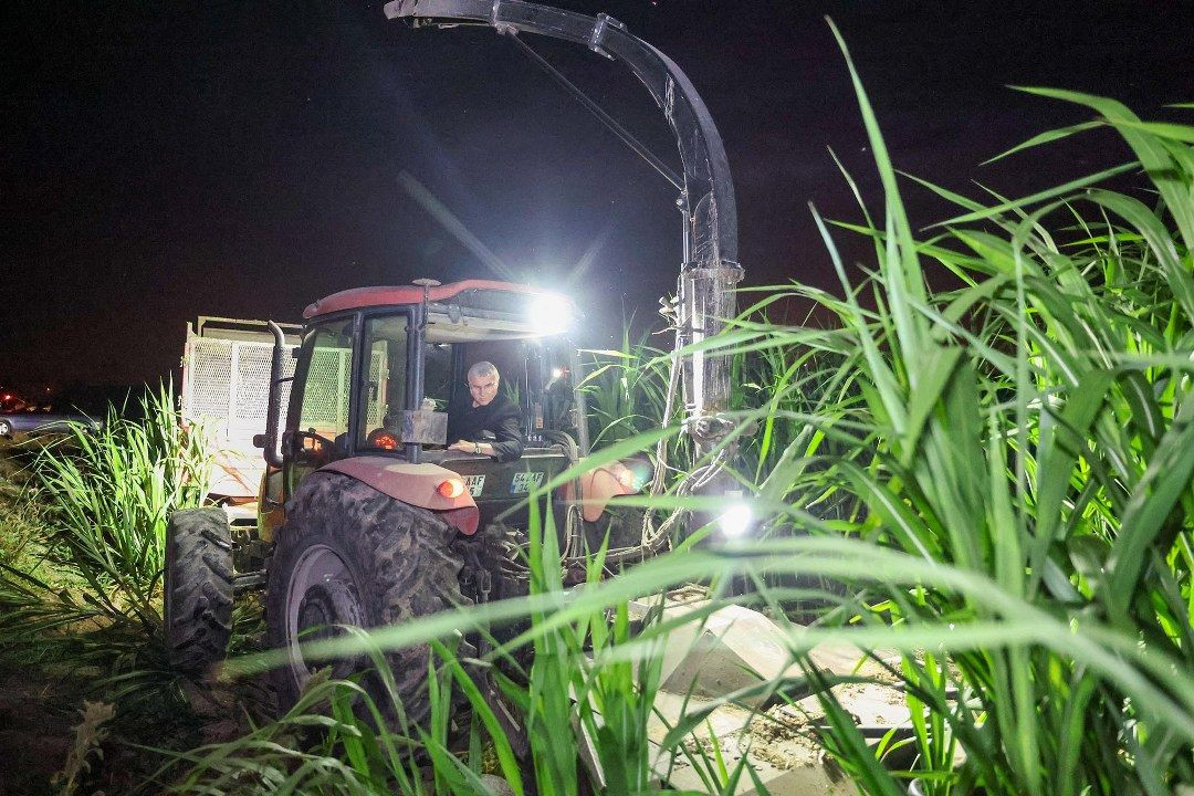 Mucize “pakong" bitkisiyle Sakarya’da bir ilk - Sayfa 6