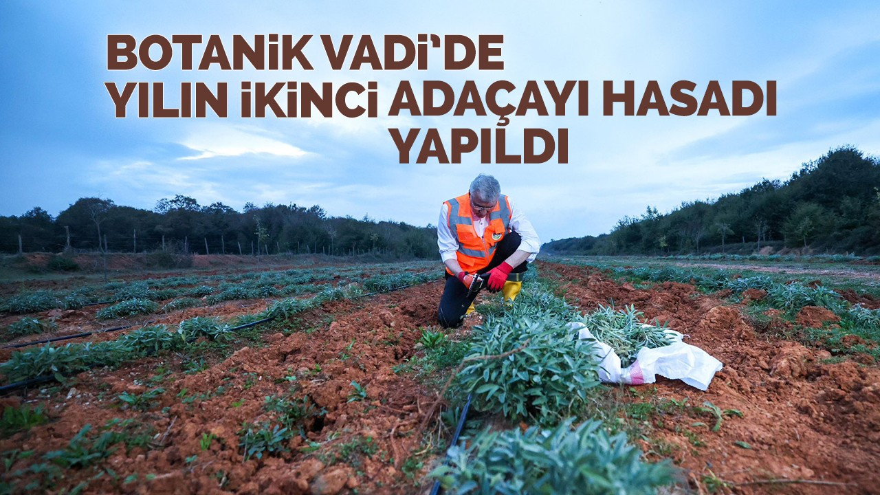 Botanik Vadi’de yılın ikinci adaçayı hasadı yapıldı