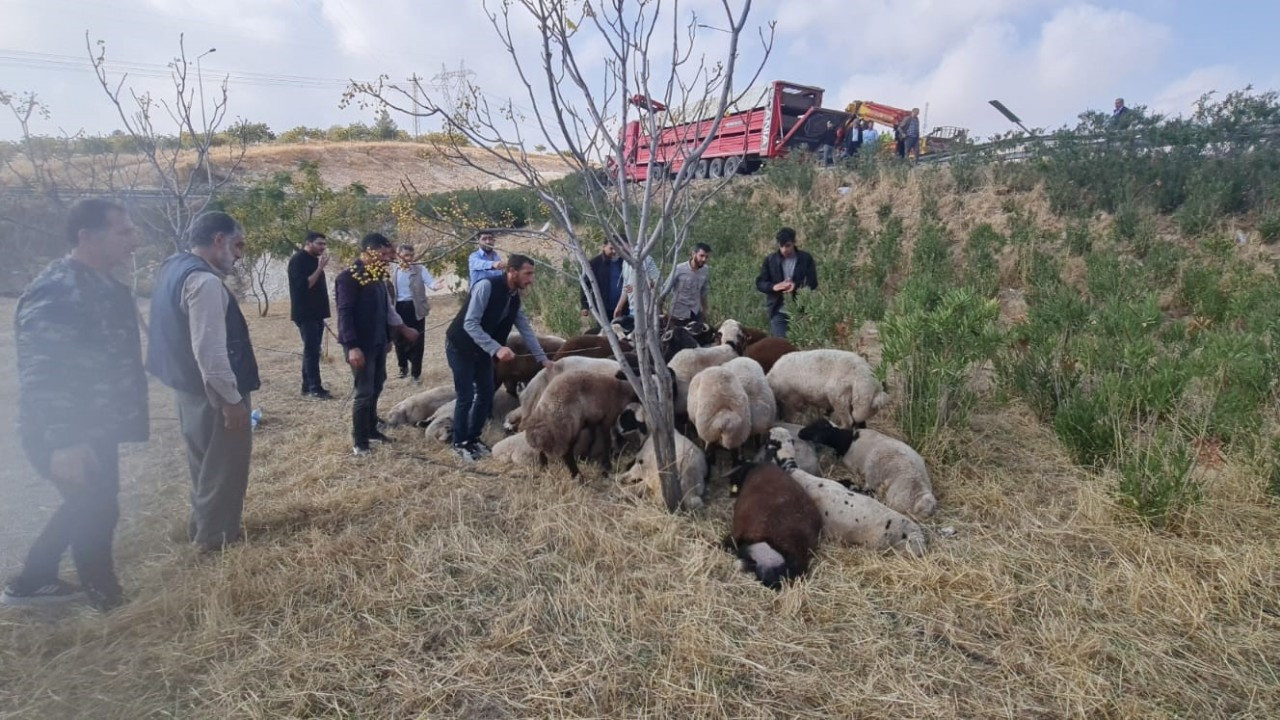 Şanlıurfa’da koyun yüklü tır devrildi: 80 koyun telef oldu