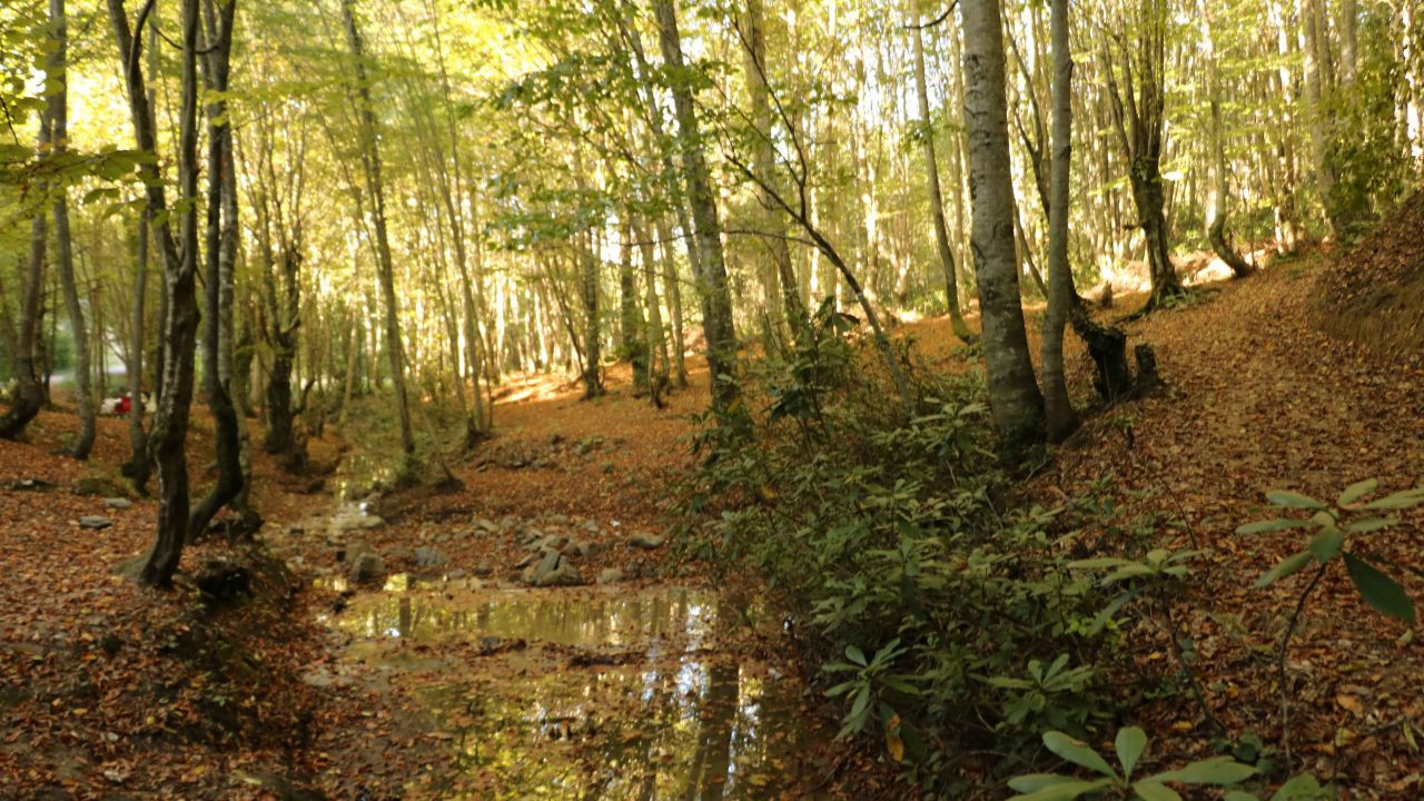 Zonguldak ormanlarında sonbahar güzelliği - Sayfa 1