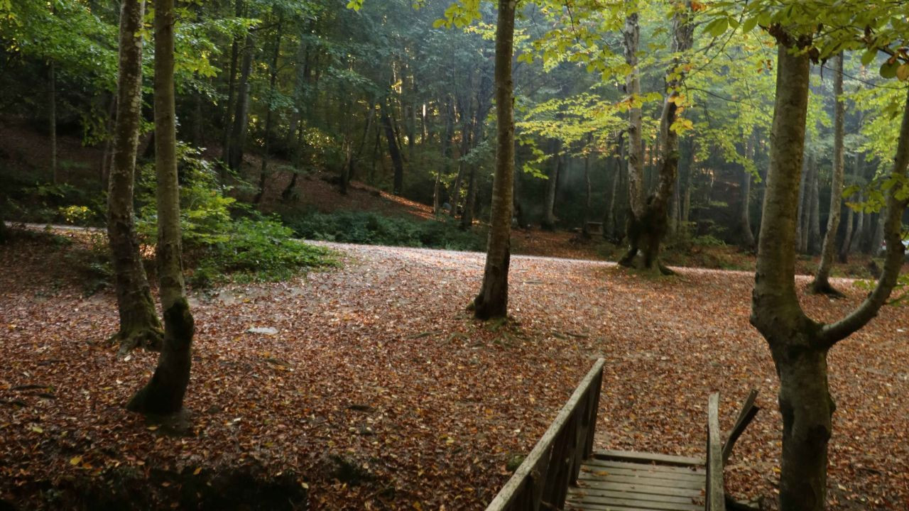 Zonguldak ormanlarında sonbahar güzelliği - Sayfa 2