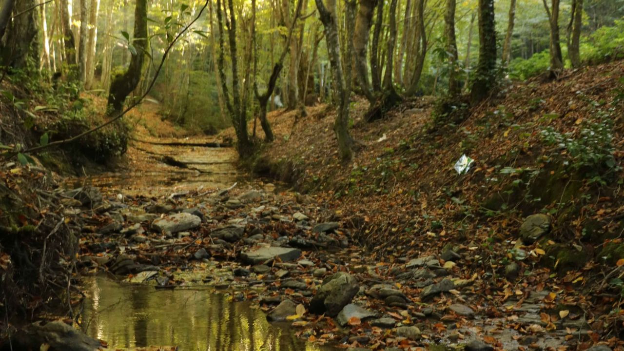 Zonguldak ormanlarında sonbahar güzelliği - Sayfa 4