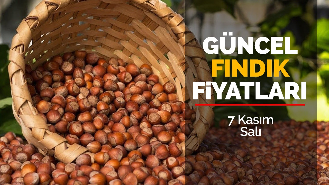 7 Kasım Salı Güncel Fındık Fiyatları