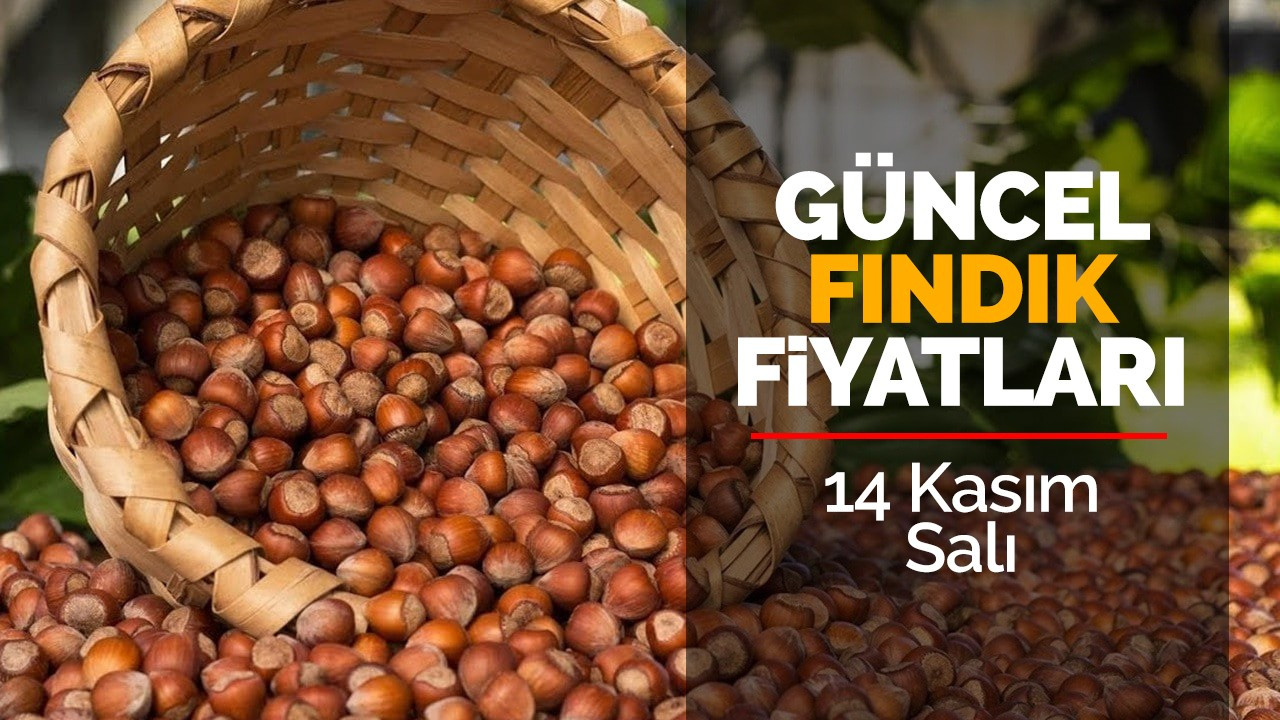 14 Kasım Salı Güncel Fındık Fiyatları