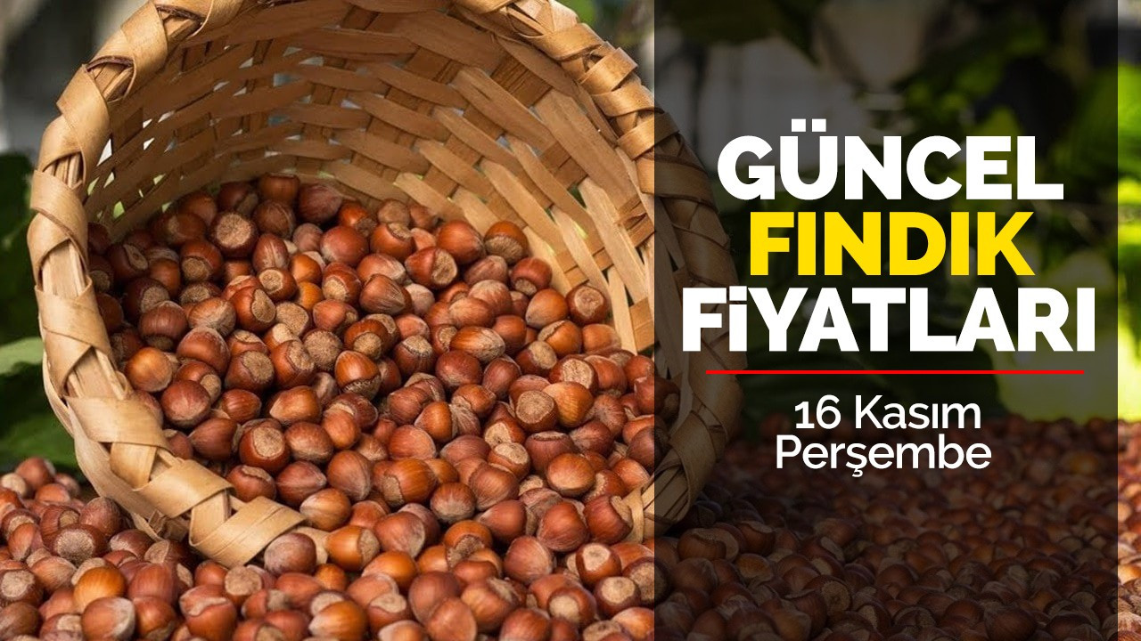 16 Kasım Perşembe Güncel Fındık Fiyatları