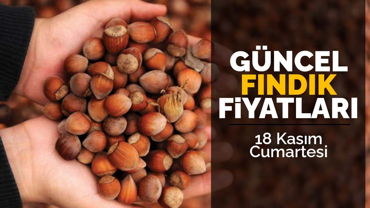 18 Kasım Cumartesi Güncel Fındık Fiyatları