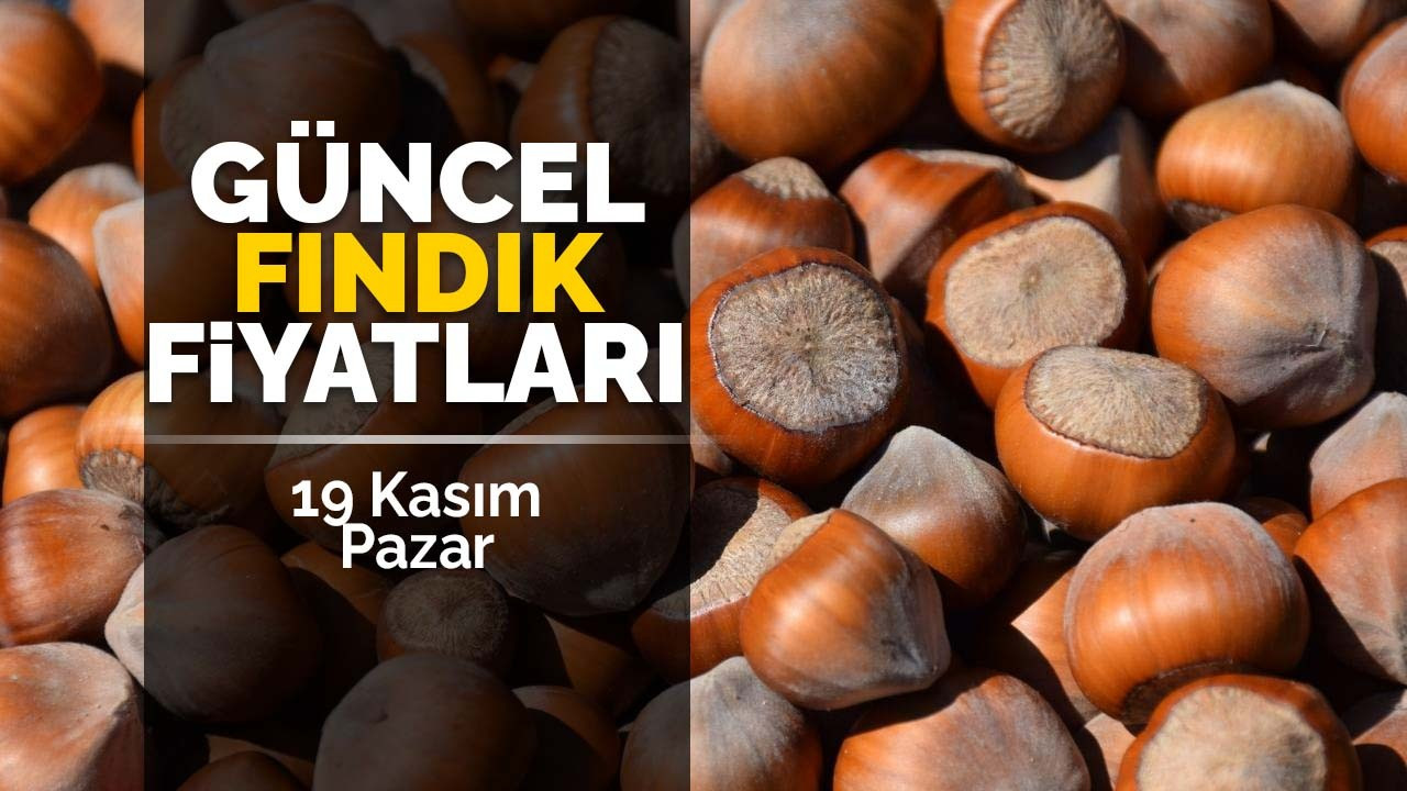 19 Kasım Pazar Güncel Fındık Fiyatları