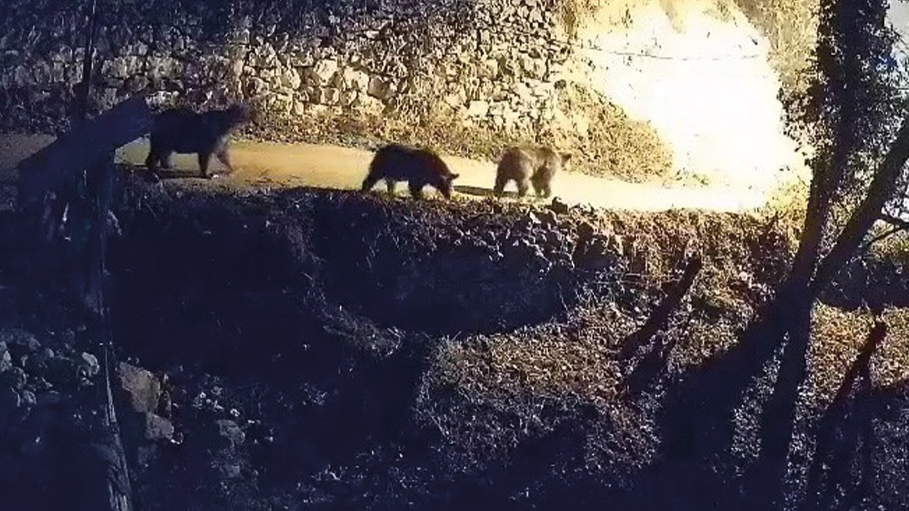 Köye inen ayılar ve kurtlar güvenlik kamerasına yansıdı