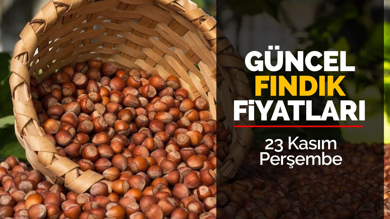 23 Kasım Perşembe Güncel Fındık Fiyatları