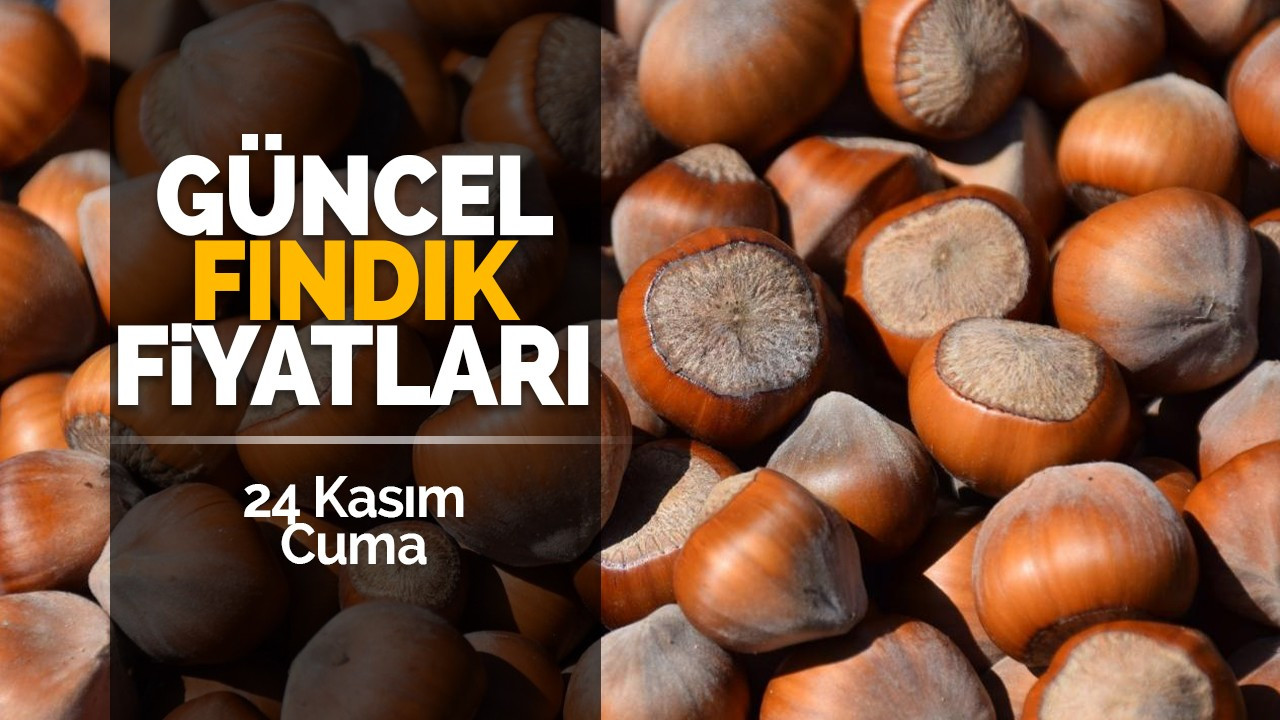 24 Kasım Cuma Güncel Fındık Fiyatları